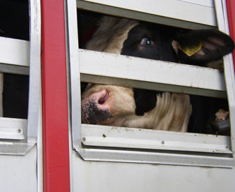 Cow being transported