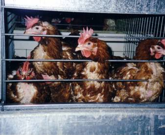 Caged hens - signs of feather pecking
