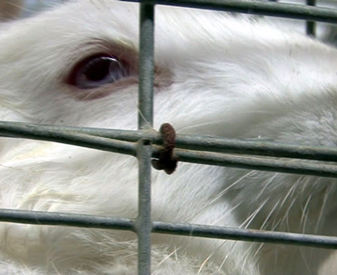 Caged Italian breeding doe