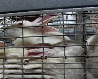 Rabbits are cramped together in barren cages, with no ability to stretch, hop or sit up right.. Rabbits squashed against the cage