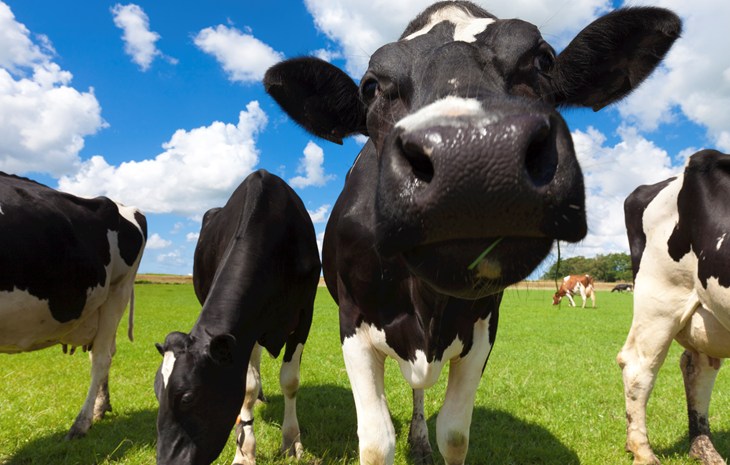 Dairy cows outside in a field