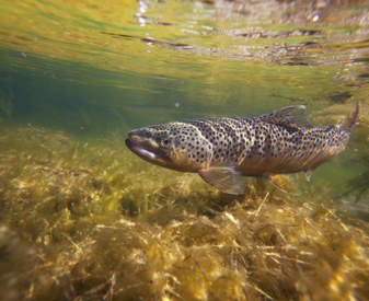 Brown trout underwater in stream