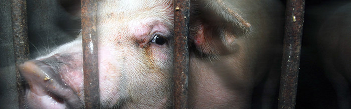Pig Looking Out From Behind Bars