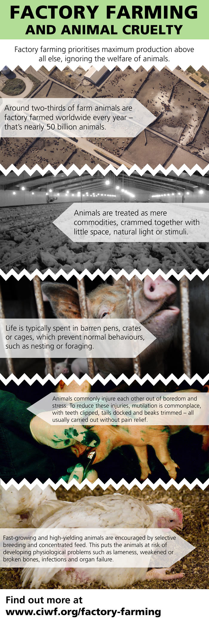 animal_cruelty_infographic_700