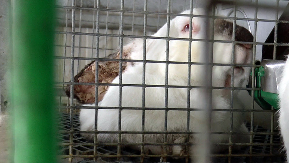 Donate now (simple image link)