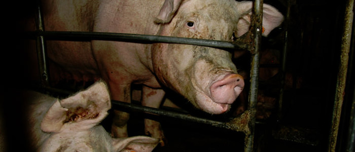 China Pigs