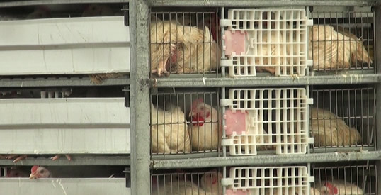 Poulets dans les installations d'attente à l'abattoir