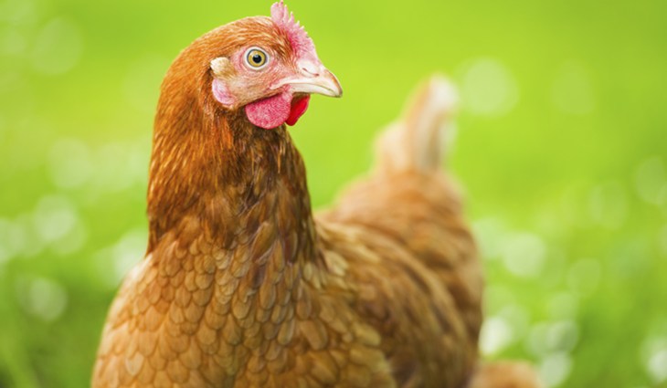 hen istock.jpg