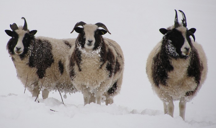 sheep webnews crop.jpg