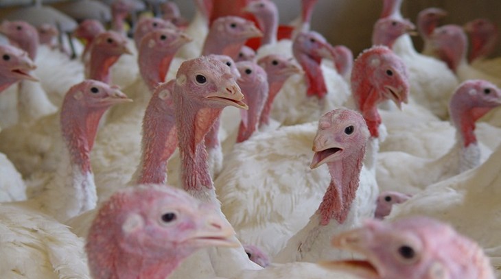 turkeywebnewscrop.jpg