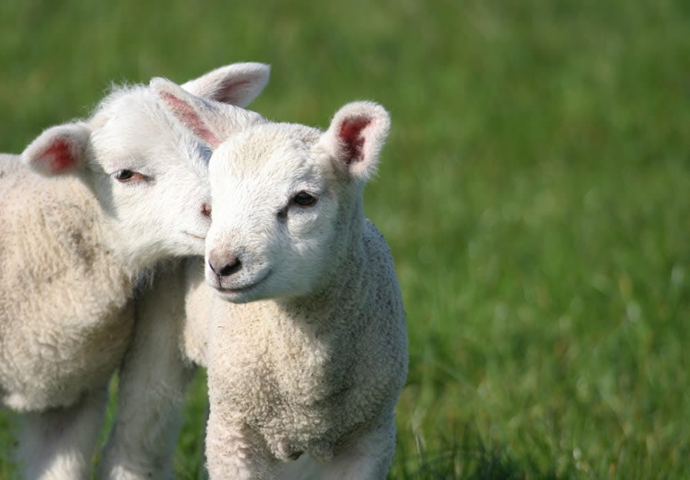 Two lambs with their heads together in a field
