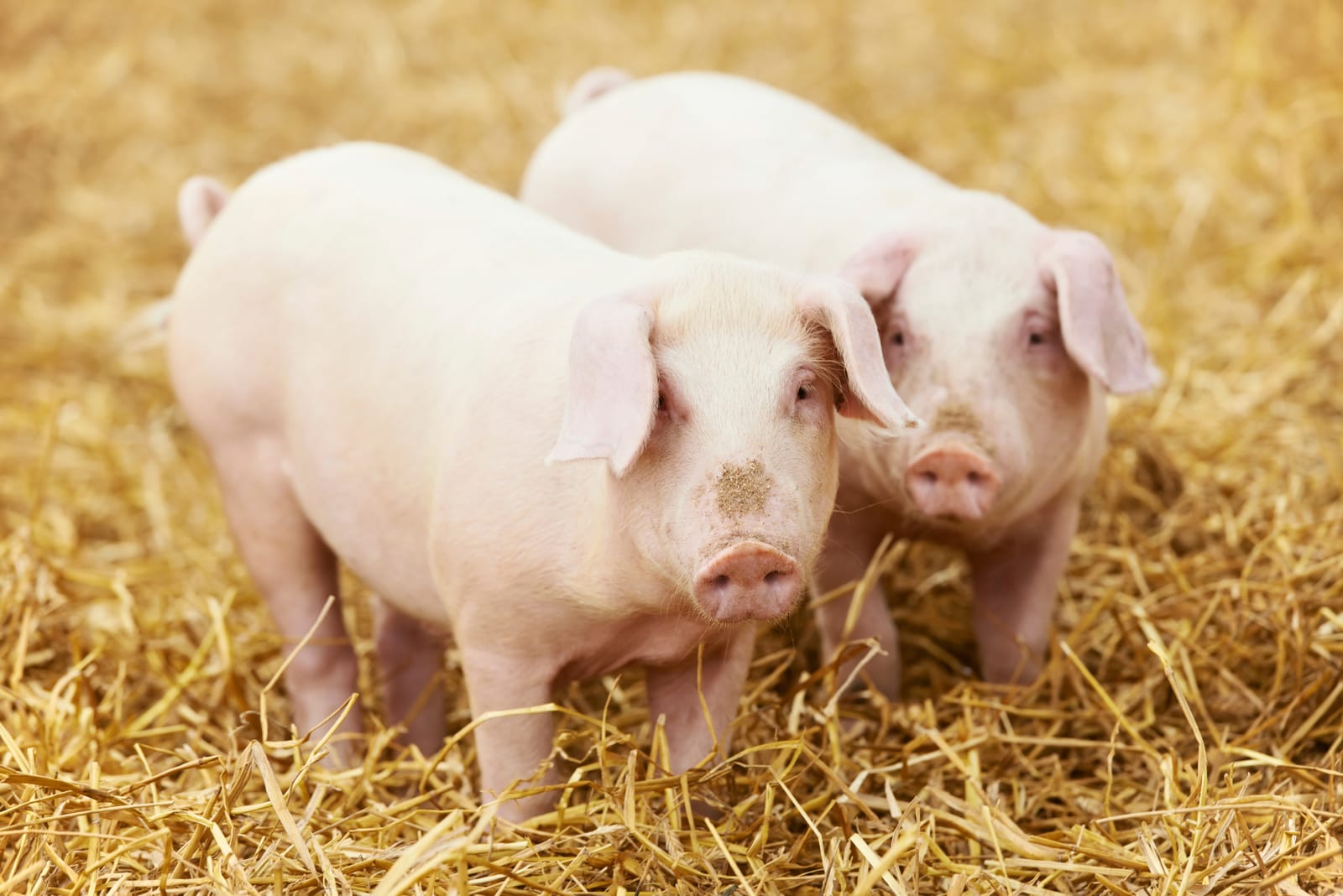 Two piglets on a bed of straw