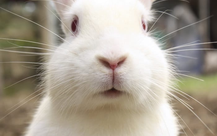 Close up of a white rabbit's face