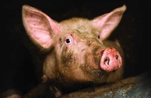 Close up of a pig in factory farming conditions