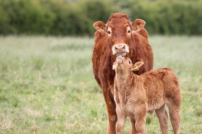 A mother and calf nuzzling outside in a field