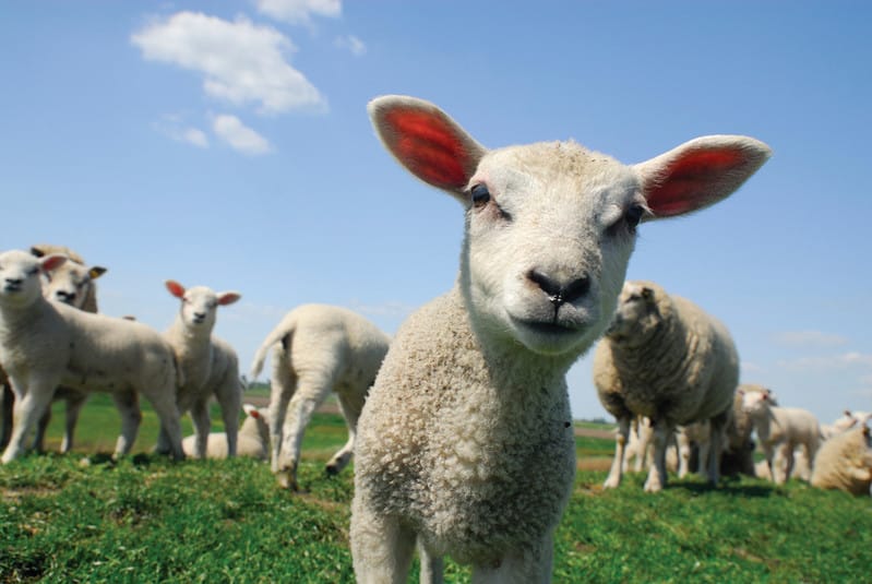 Lambs grazing in a lush field with blue sky