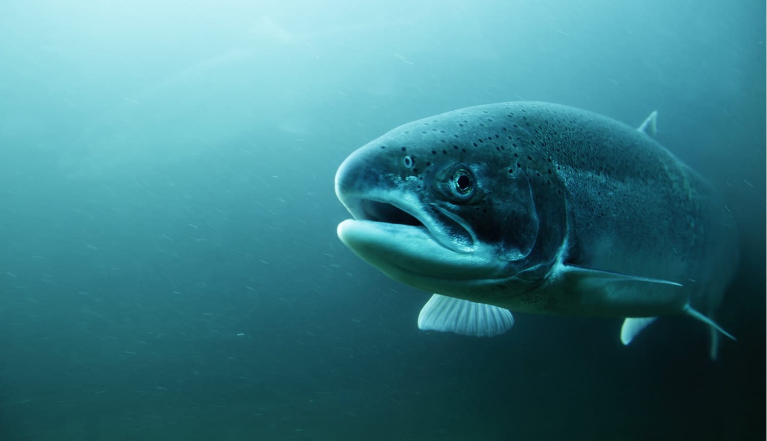 A steelhead trout underwater