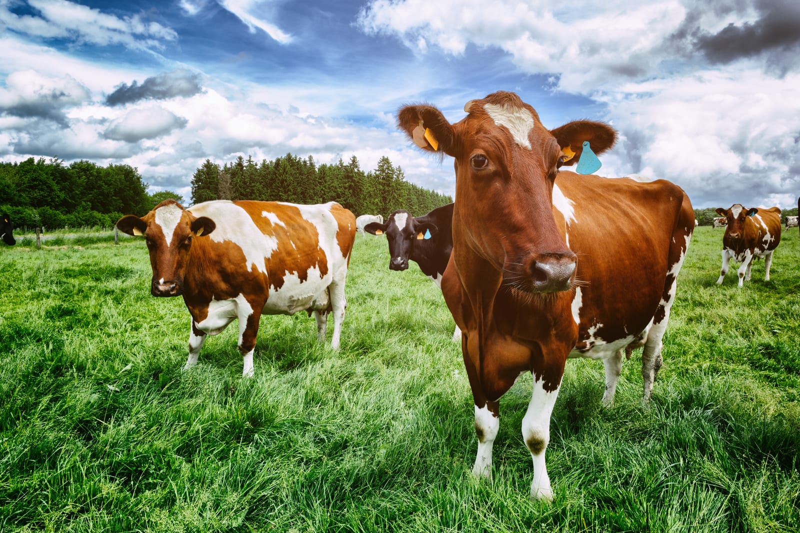 A herd of cows standing in a field