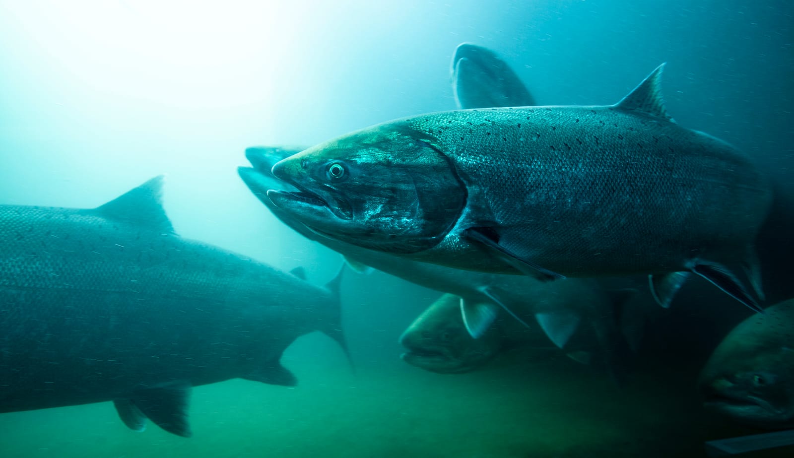 Fish swimming underwater