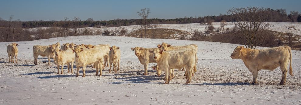 Herd of white cows standing in a snow covered field.
