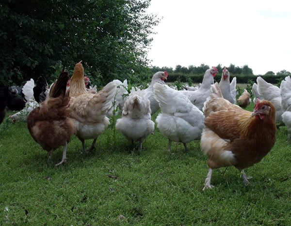 About egg laying hens | Compassion in World Farming