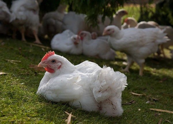 About chickens farmed for meat | Compassion in World Farming