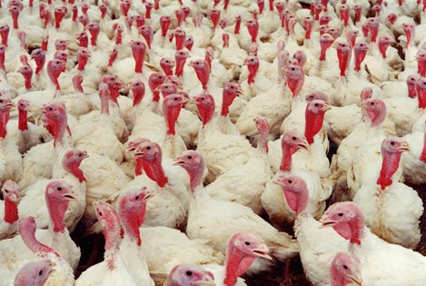 Turkey Welfare Compassion In World Farming