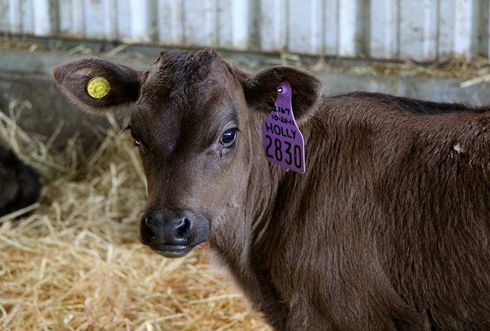Higher welfare for veal calves