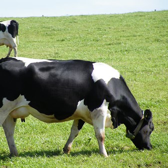 Learn more about cows and the way they are farmed | Compassion in World  Farming