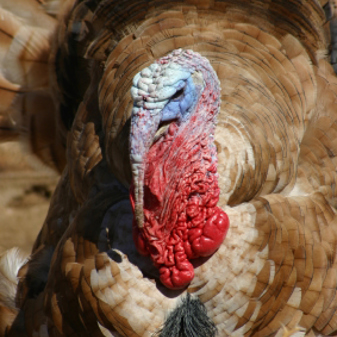 Turkeys