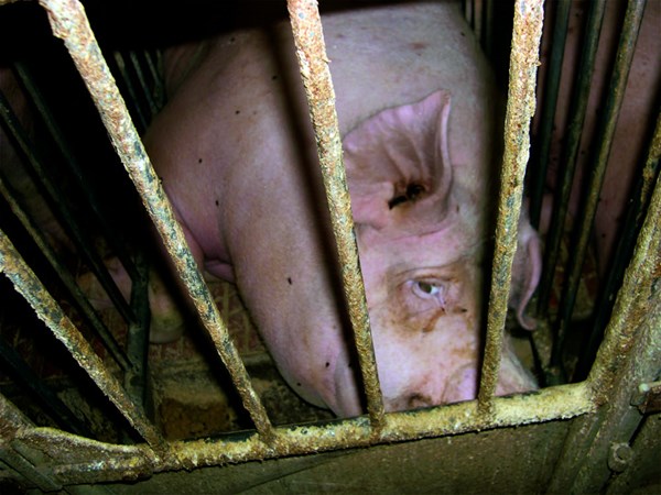 Pig Welfare Compassion In World Farming