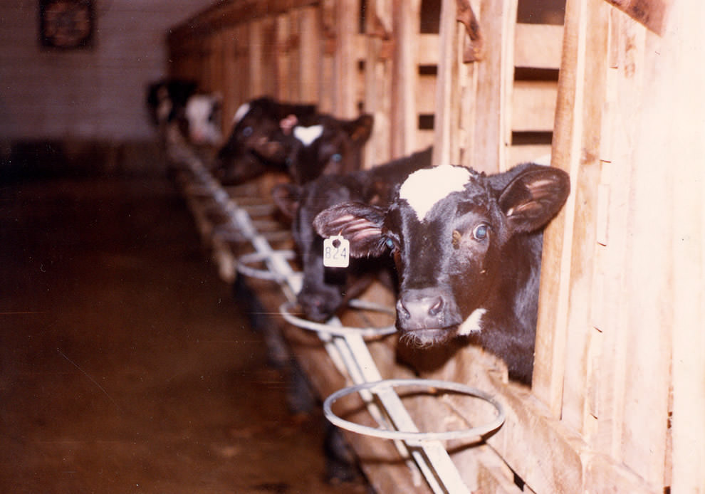 Welfare issues for calves reared for veal