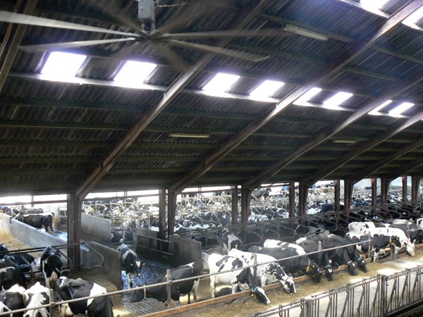 Welfare issues for dairy cows | Compassion in World Farming