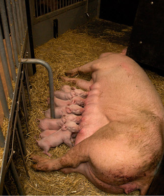 Piglets suckling. They will compete for and defend the best teats. Sow Suckling Piglets In Cratefree System