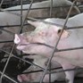 Sow in stall bar biting