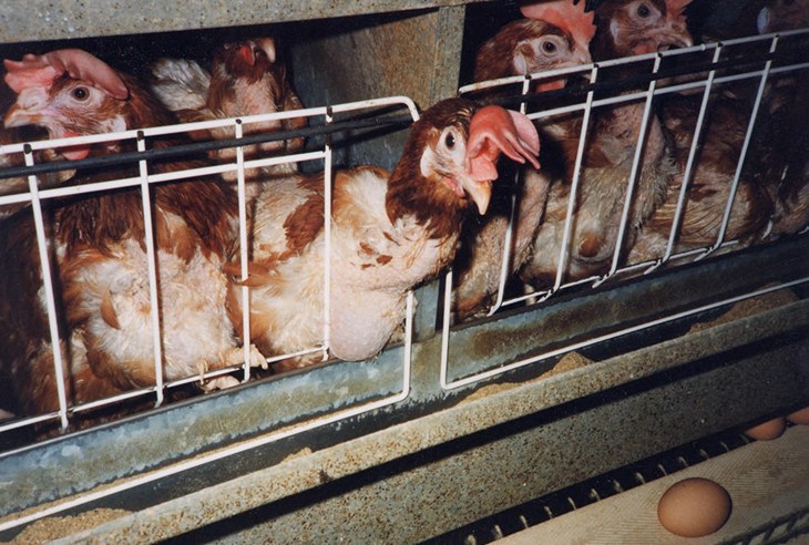Barren battery cages: Banned in Europe Caged hens