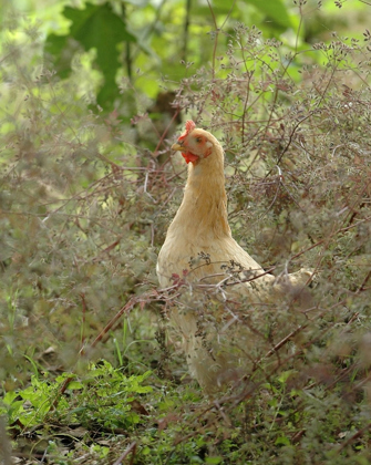 The chicken is believed to be descended from the wild red jungle fowl of south-east Asia. Freerange Laying Hen