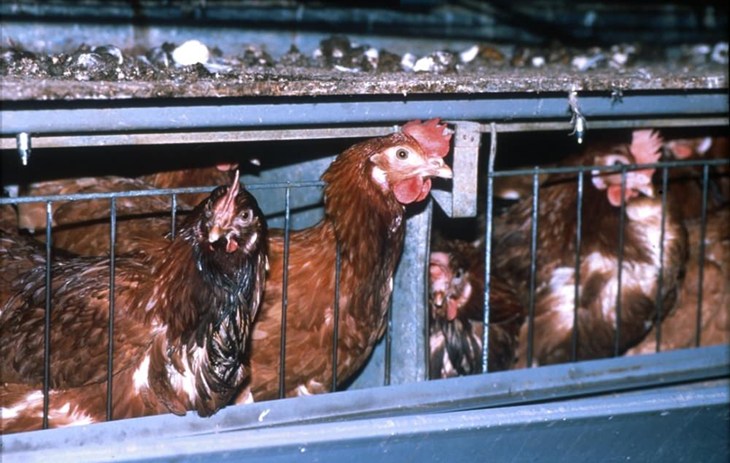 Hens in a barren battery cage