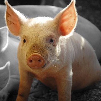 Farm animals | Compassion in World Farming