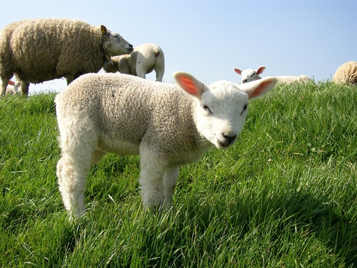 A lamb in field of sheep