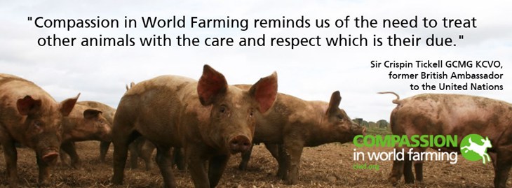 pigs in a muddy field