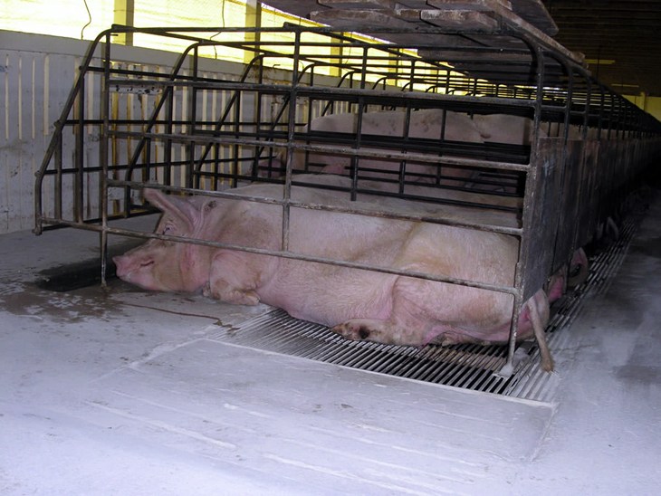 Sow stalls: Banned in UK, restricted in Europe Sow in stall lying on part slatted floor