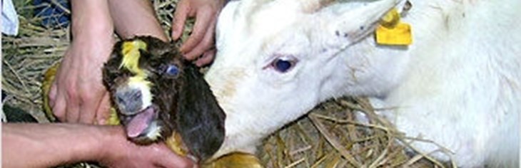 Cloning = Cruelty | Compassion in World Farming