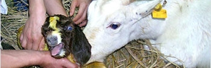 Cloned Boer Goat Kid