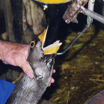 Help us end cruel food