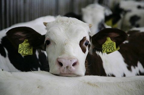 About calves reared for veal | Compassion in World Farming