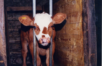 Farm Animal Welfare: Cows • MSPCA-Angell Farm Animal Welfare: Cows • MSPCA-Angell