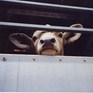 Calf being transported