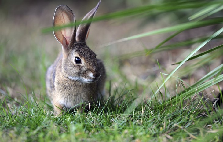 Learn about rabbits and how they are farmed | Compassion in World Farming