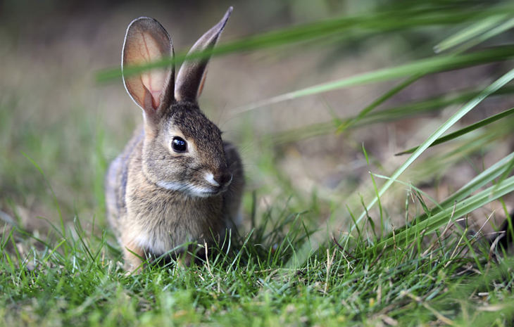Learn about rabbits and how they are farmed | Compassion in World Farming